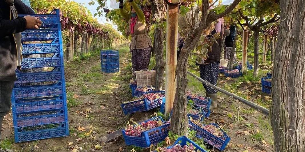 Hasatta sona gelindi, üzüm miktarı azaldı! İç piyasada satış devam ediyor: Kaliteye göre 25-35 TL ediyor 3